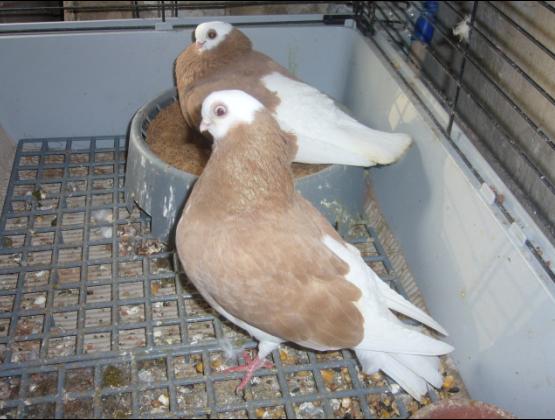 Białogłówka Elbląska