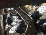 Białogłówka Gumbińska