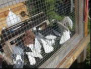 Białogłówka Gumbińska