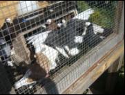 Białogłówka Gumbińska