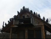 Białogłówka Gumbińska