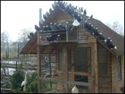 Białogłówka Gumbińska