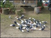 Białogłówka Gumbińska