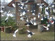 Białogłówka Gumbińska