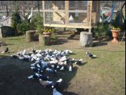 Białogłówka Gumbińska