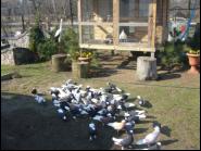 Białogłówka Gumbińska