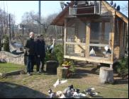 Białogłówka Gumbińska