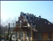 Białogłówka Gumbińska