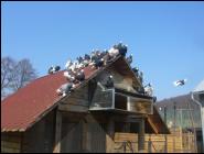 Białogłówka Gumbińska