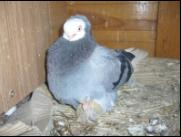 Białogłówka Gumbińska