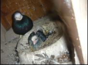 Białogłówka Gumbińska