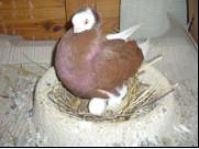 Białogłówka Gumbińska