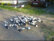 Białogłówka Gumbińska