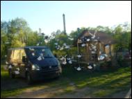 Białogłówka Gumbińska