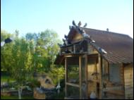 Białogłówka Gumbińska