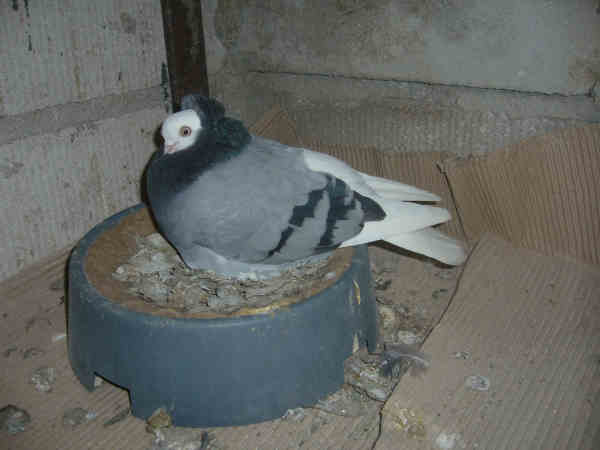 Białogłówka Gumbińska