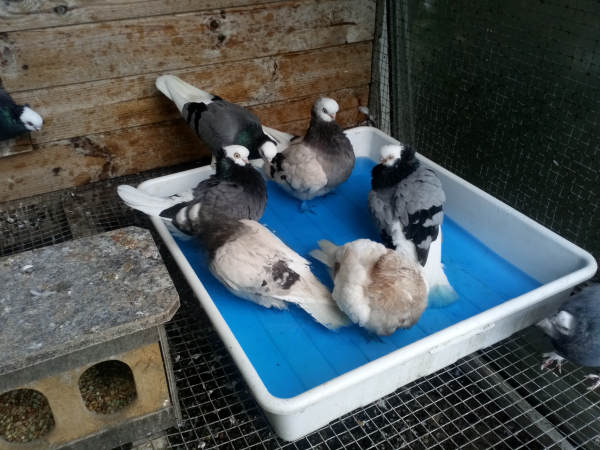 Białogłówka Gdańska