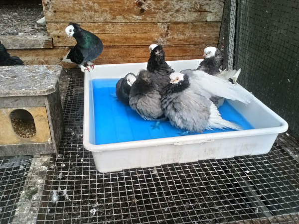 Białogłówka Gdańska