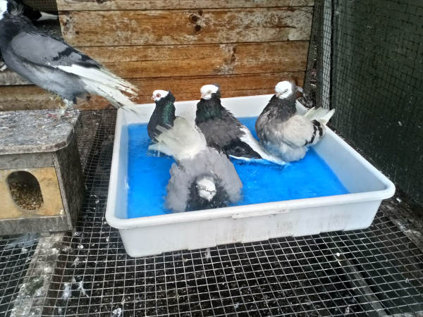 Białogłówka Gdańska