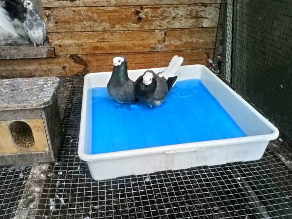 Białogłówka Gdańska