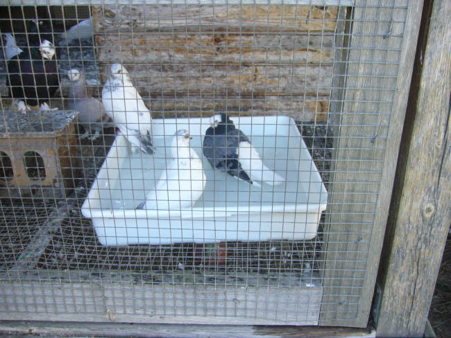 Białogłówka Gdańska