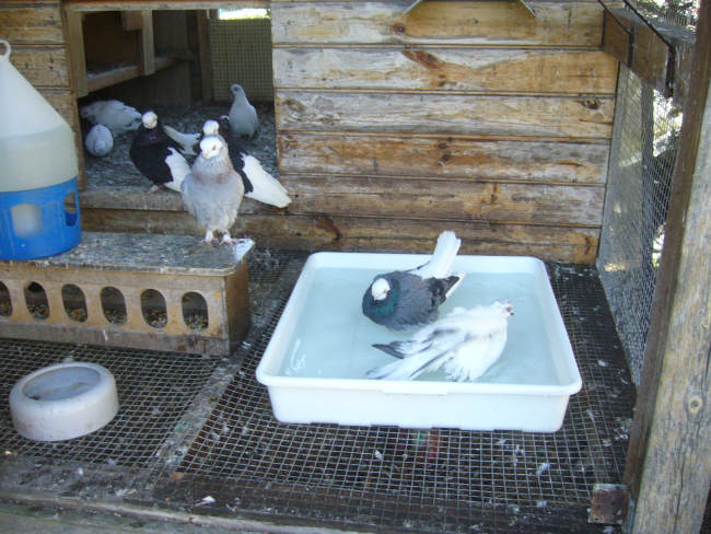 Białogłówka Gdańska