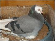 Białogłówka Gómbińska