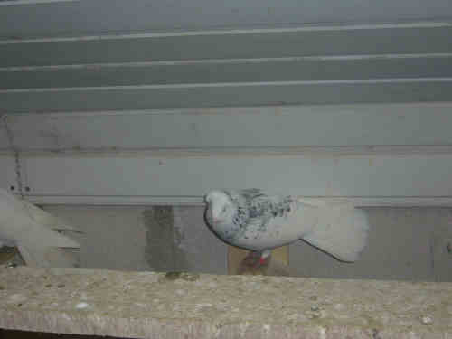 Sokół Gdański i Białogłówka