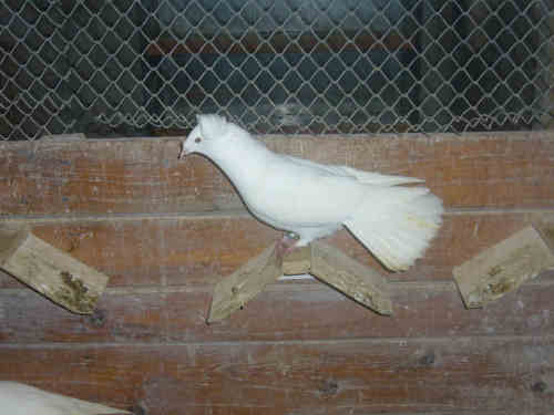 Sokół Gdański i Białogłówka