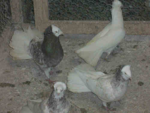 Sokół Gdański i Białogłówka