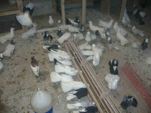 Sokół Gdański i Białogłówka