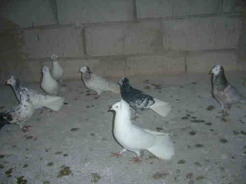 Sokół Gdański i Białogłówka