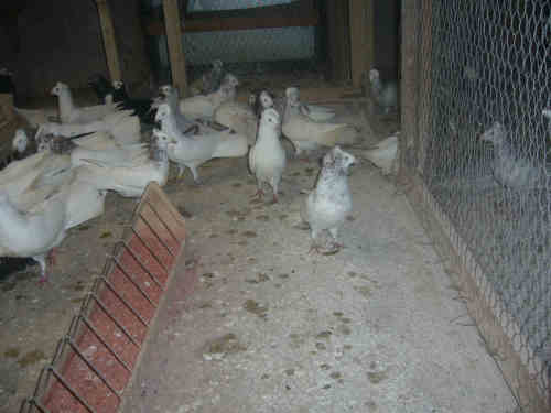 Sokół Gdański i Białogłówka