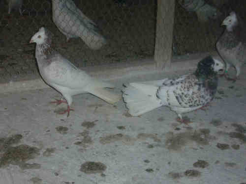 Sokół Gdański i Białogłówka