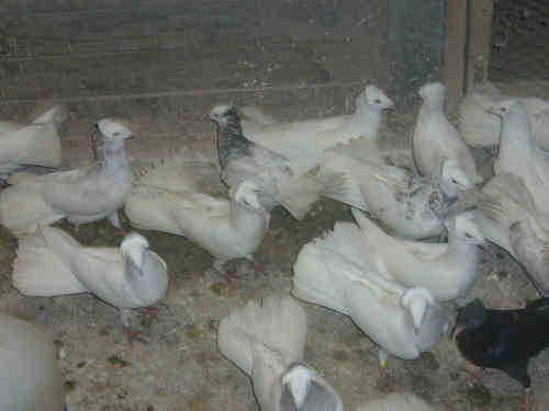 Sokół Gdański i Białogłówka