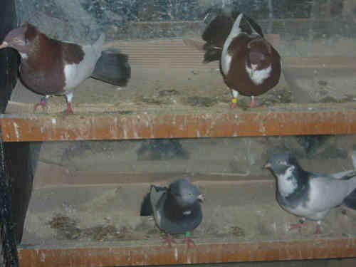 Sokół Gdański i Białogłówka