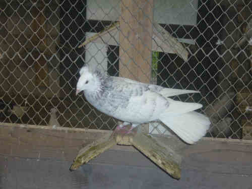 Sokół Gdański i Białogłówka