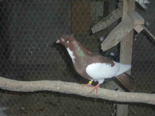 Sokół Gdański i Białogłówka