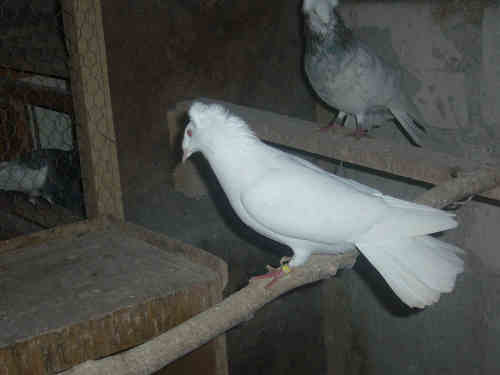 Sokół Gdański i Białogłówka