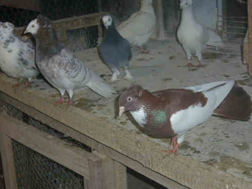 Sokół Gdański i Białogłówka