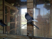 Białogłówka Gumbińska