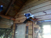 Białogłówka Gumbińska