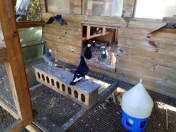 Białogłówka Gumbińska