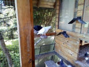 Białogłówka Gumbińska